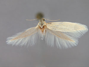 Argyresthia flexilis