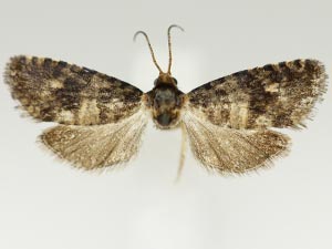 Paralobesia marilynae