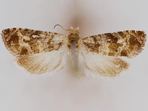 Paralobesia exasperana