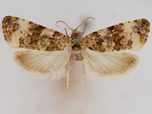 Endothenia affiliana