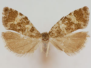 Phiaris nordeggana