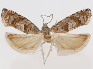 Pseudexentera kalmiana