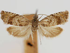 Pammene paula