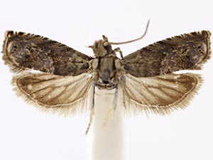 Coniostola isabelae