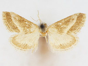 Cymbopteryx fuscimarginalis