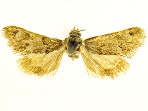 Pogonogenys masoni