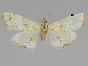 Dicymolomia micropunctalis