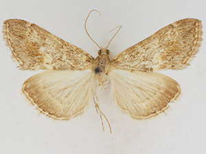 Evergestis palousalis