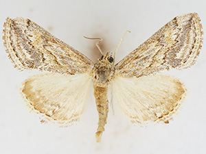 Prorasea gracealis