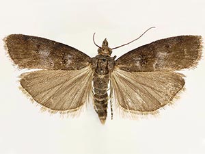 Ortholepis myricella