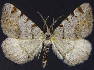 Macaria boreata