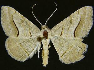 Digrammia fieldi