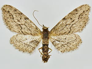 Pimaphera percata