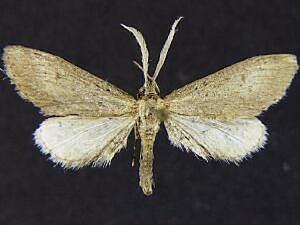 Glaucina biartata