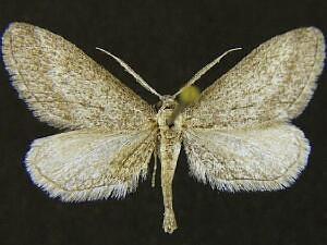 Glaucina eupetheciaria