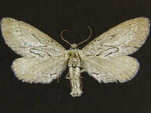 Glaucina gonia