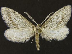 Glaucina eureka