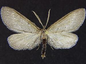 Glaucina incognitaria