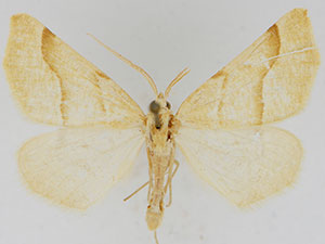 Pherne sperryi