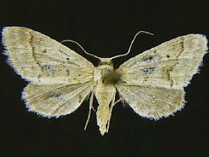 Idaea insulensis