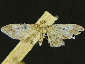 Idaea pervertipennis