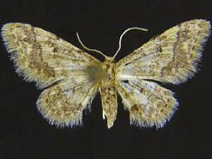 Idaea celtima