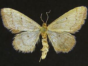 Idaea eremiata