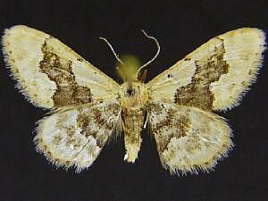 Idaea gemmata