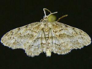 Idaea retractaria