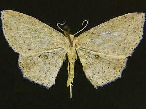 Cyclophora myrtaria