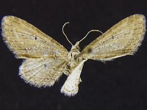 Eupithecia bivittata