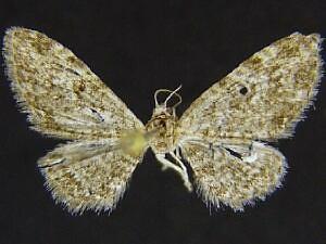 Eupithecia piccata