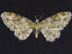 Eupithecia phyllisae