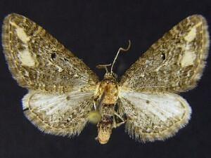 Eupithecia flavigutta