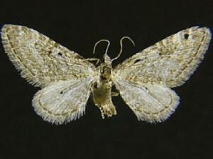 Eupithecia minuta