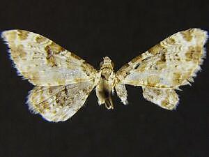 Eupithecia remorata