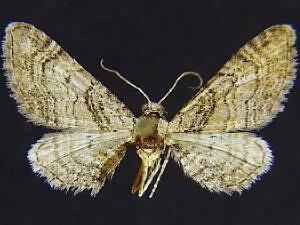 Eupithecia protoptata