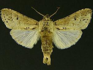 Nycterotis roberta