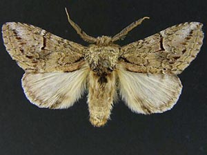 Macrurocampa alpina