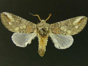 Heterocampa rufinans