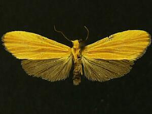 Lycomorphodes sordida