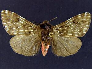 Alexicles aspersa