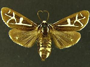 Apantesis margo