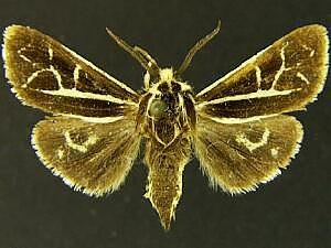 Apantesis margo