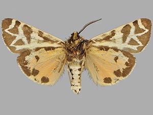 Apantesis eureka