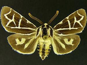 Apantesis yavapai