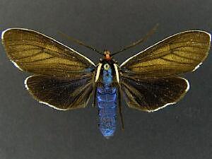 Ctenucha multifaria