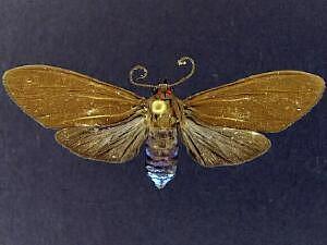 Episcepsis inornata