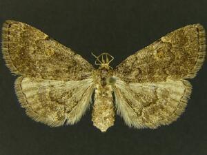 Idia suffusalis