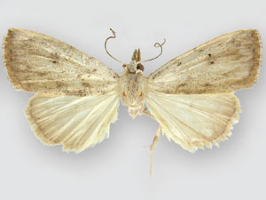 Rivula stepheni